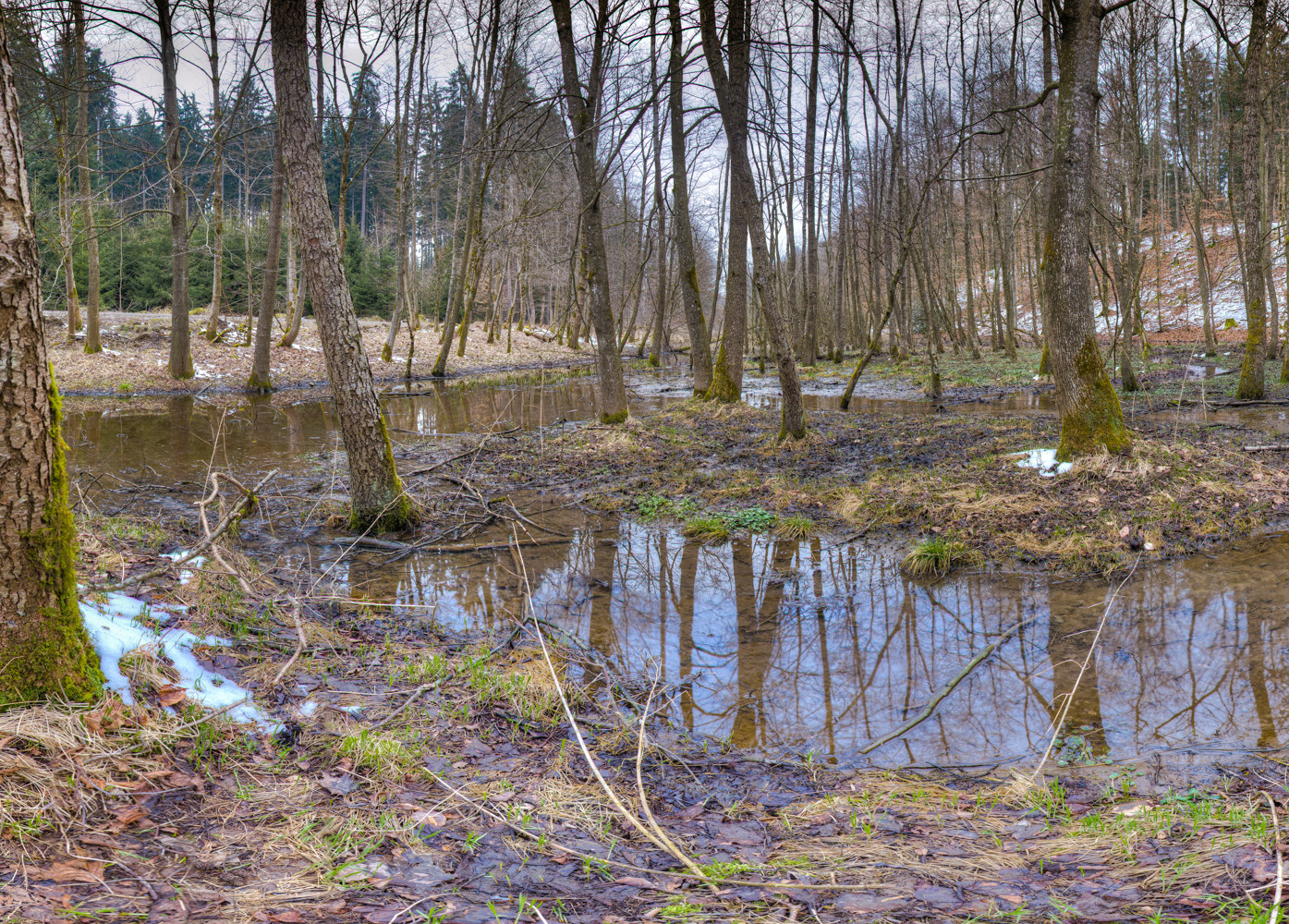 Sumpfgebiet im Burrenwald