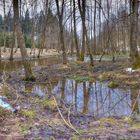 Sumpfgebiet im Burrenwald