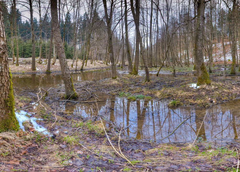 Sumpfgebiet im Burrenwald Foto & Bild | landschaft, wald, biberach