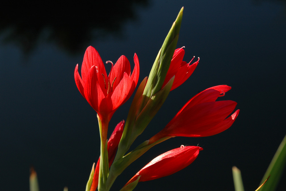 Sumpfgladiole