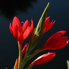 Sumpfgladiole