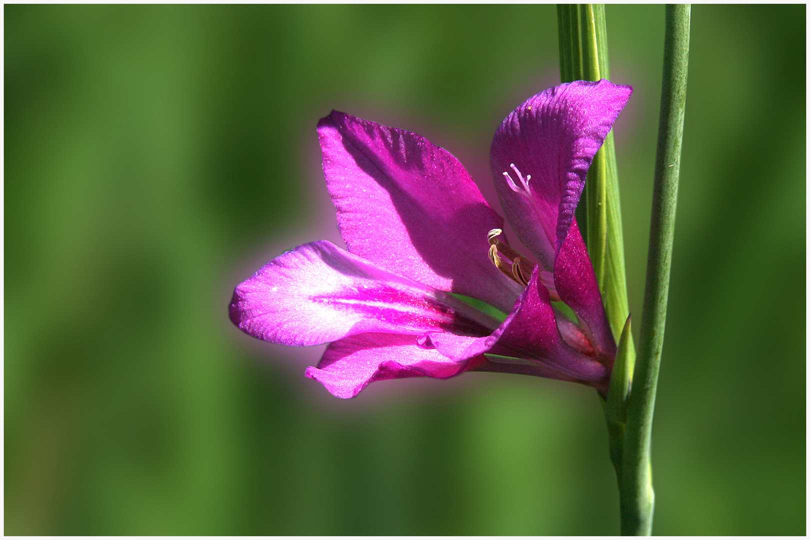 Sumpfgladiole