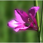 Sumpfgladiole