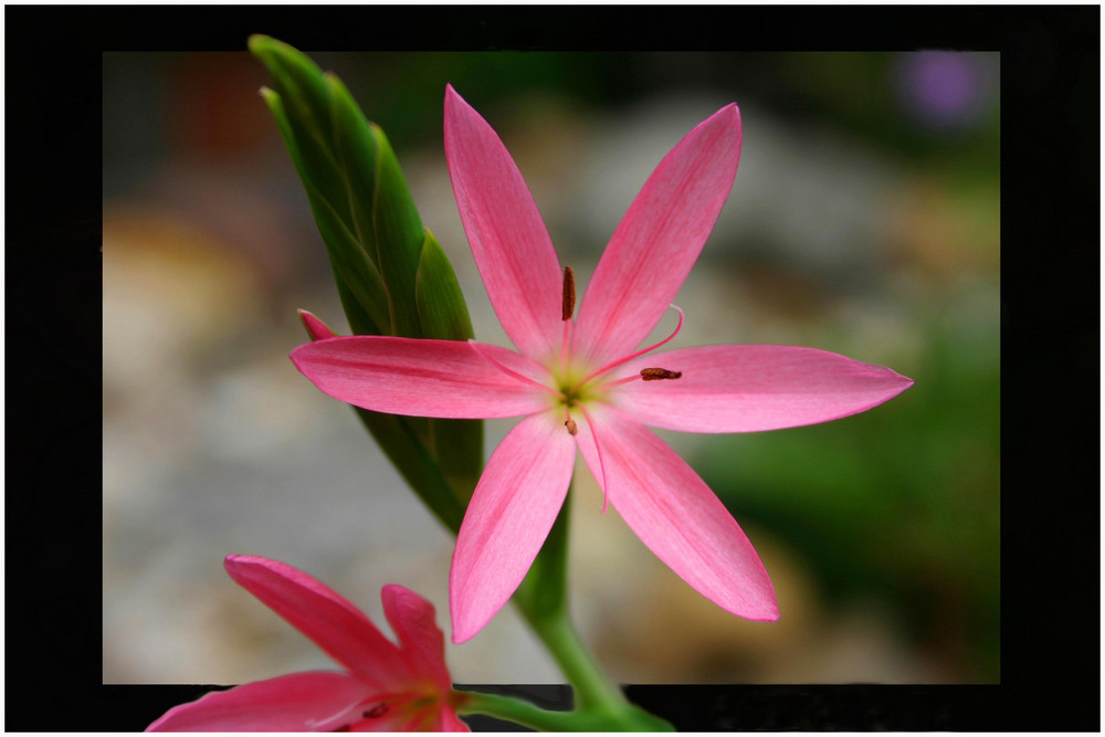 Sumpfgladiole