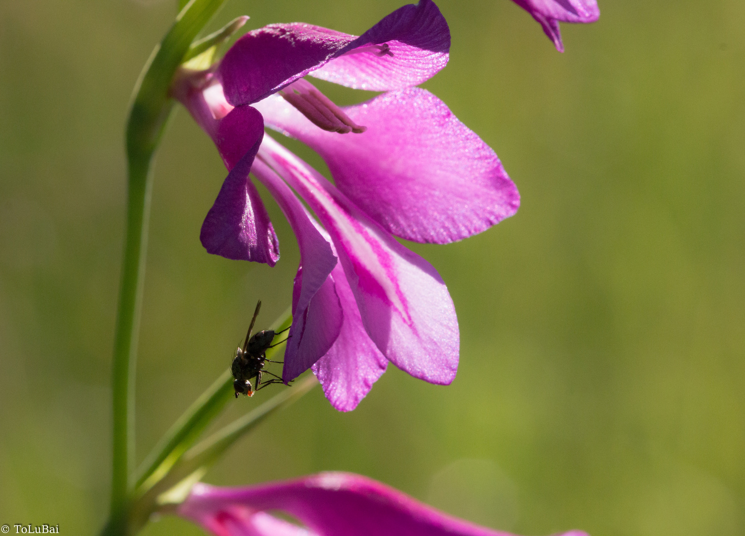 Sumpfgladiole