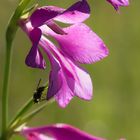 Sumpfgladiole