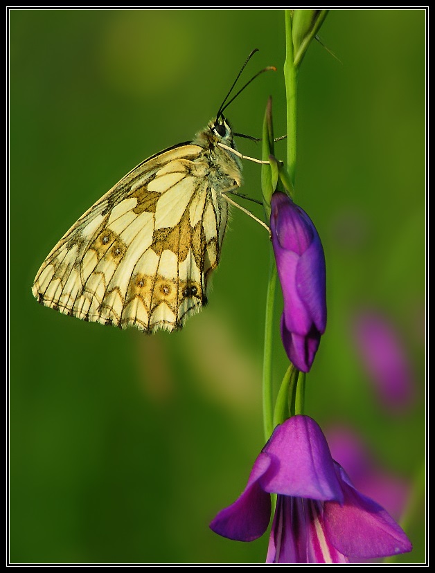 Sumpfgladiole ...