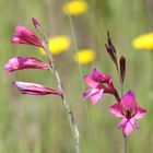 SUMPFGLADIOLE AM BACHRAND