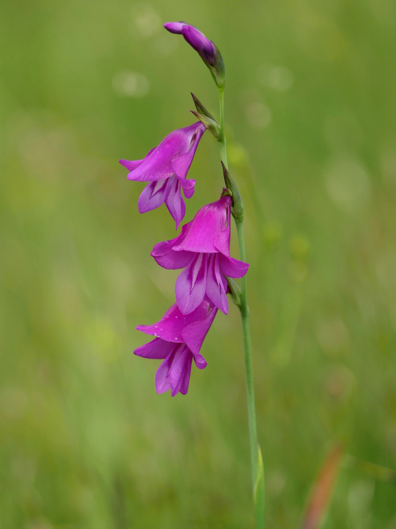 Sumpfgladiole