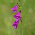 Sumpfgladiole