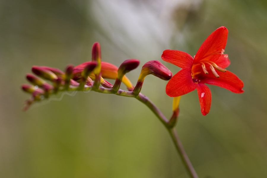 Sumpfgladiole