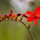 Sumpfgladiole