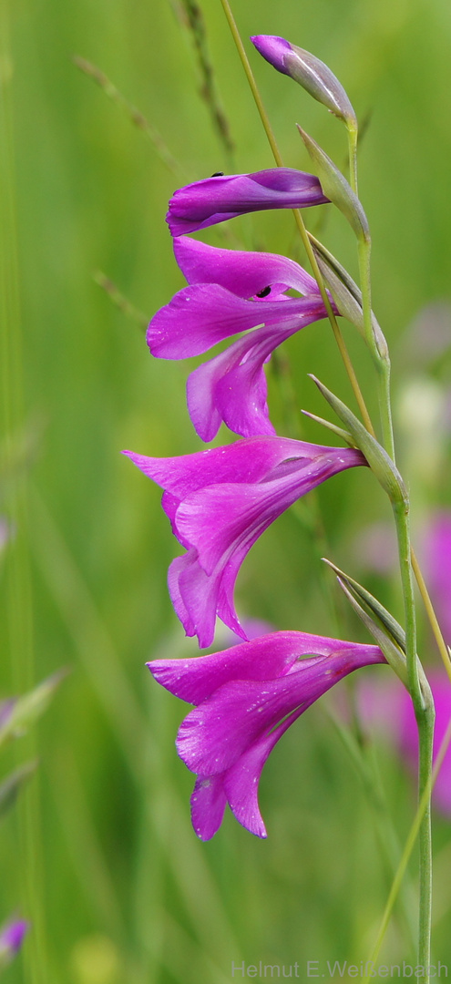 Sumpfgladiole Gladiolus palustris