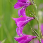 Sumpfgladiole Gladiolus palustris