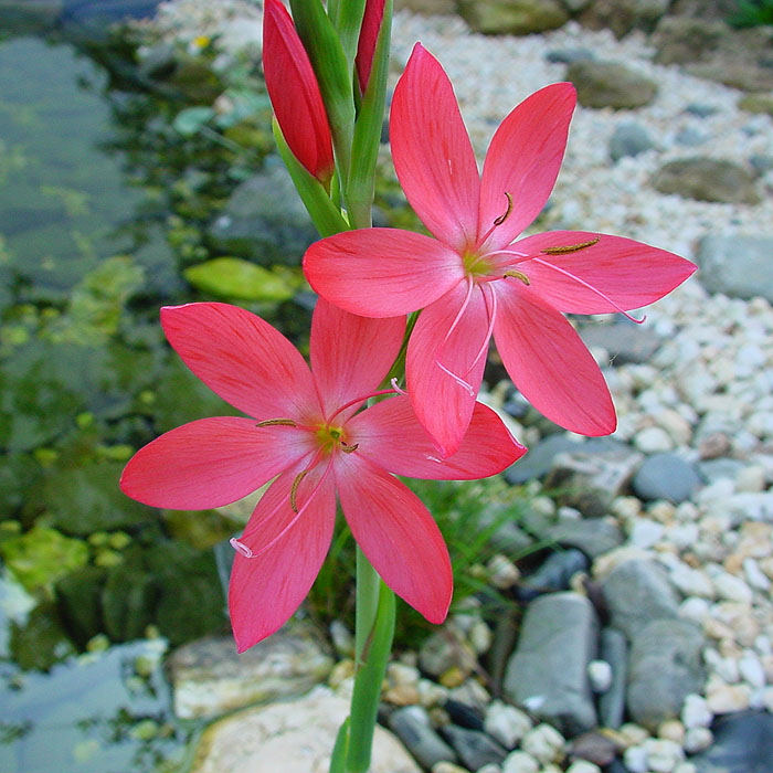 Sumpfgladiole (...glaube ich) von Dörthe Bochynski