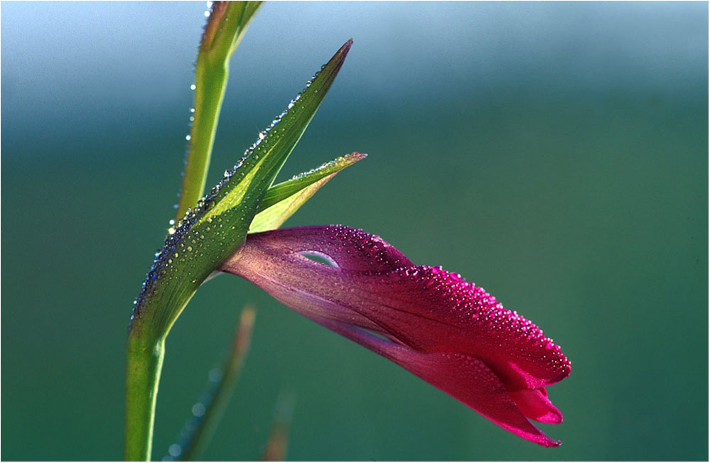 Sumpfgladiole II