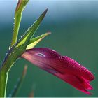 Sumpfgladiole II