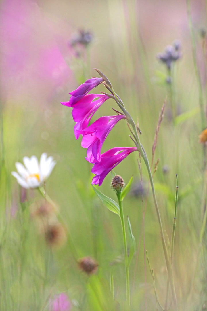 Sumpfgladiole im Biotop