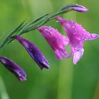 Sumpfgladiole im Morgentau