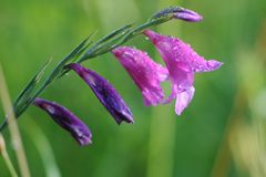 Sumpfgladiole im Morgentau