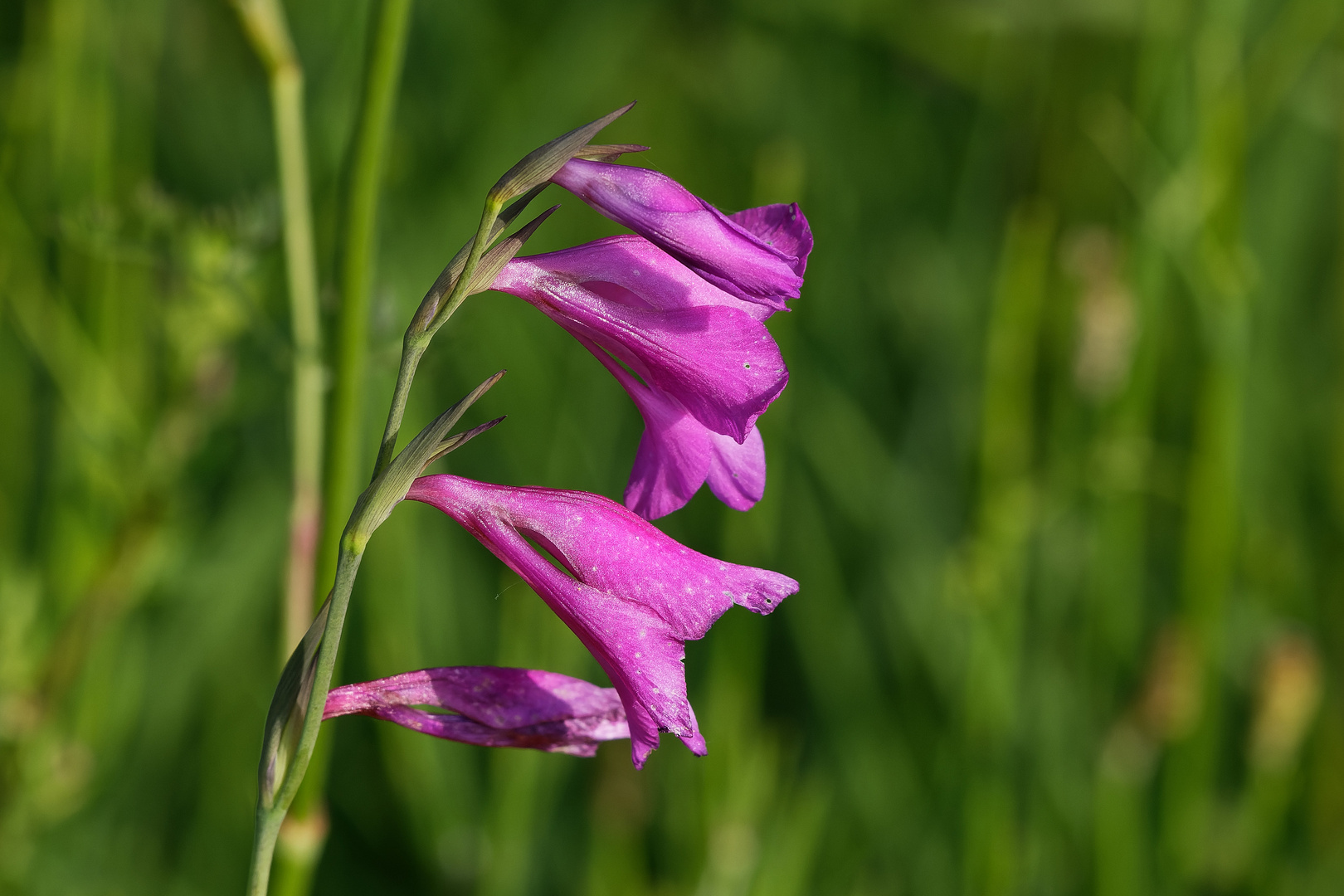 Sumpfgladiole in der Kissinger Heide