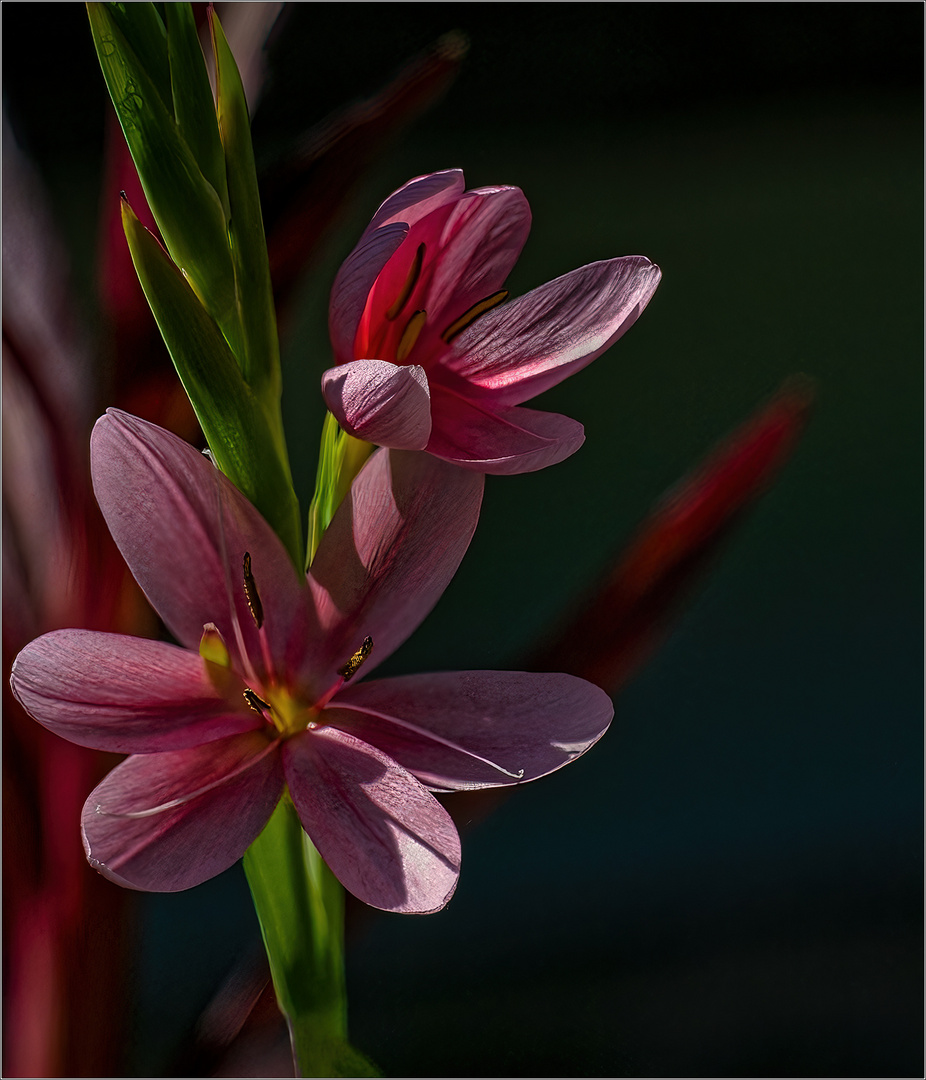 Sumpfgladiole oder Roter Sumpfspaltgriffel