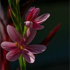 Sumpfgladiole oder Roter Sumpfspaltgriffel