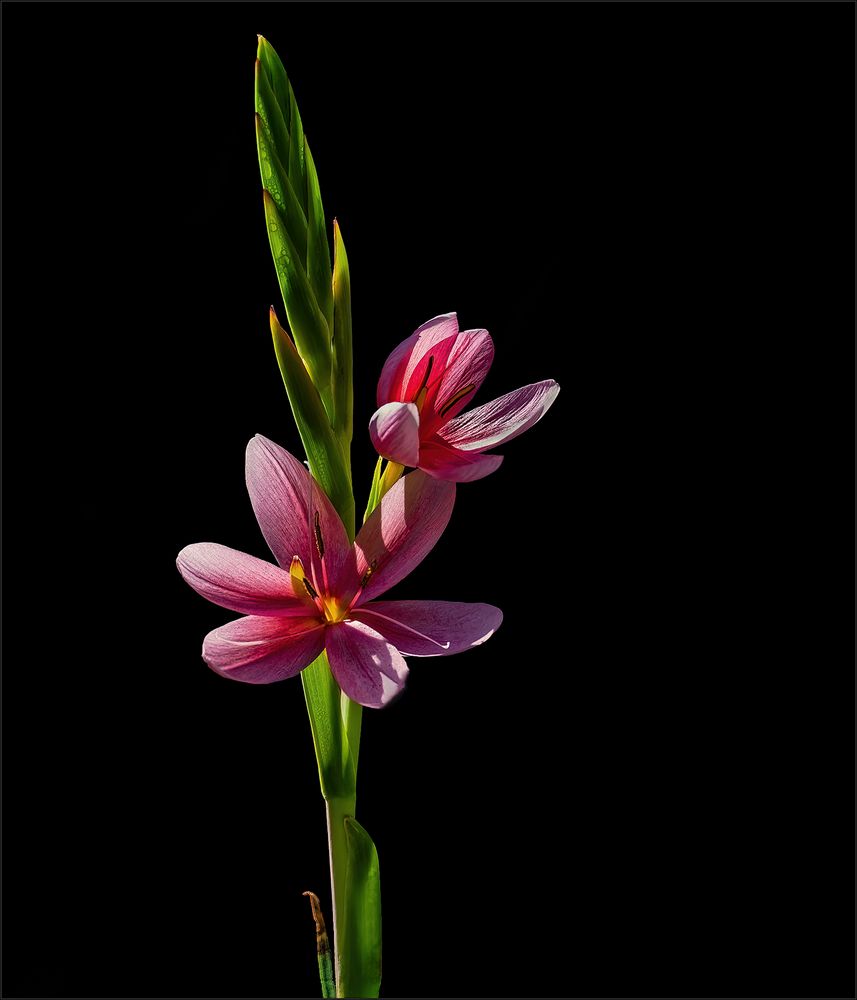 Sumpfgladiole oder Roter Sumpfspaltgriffel