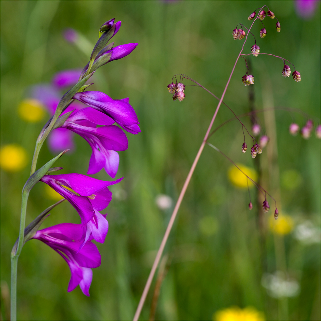 Sumpfgladiole trifft Zittergras