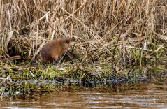 "SUMPFHASE" oder schlicht Bisam