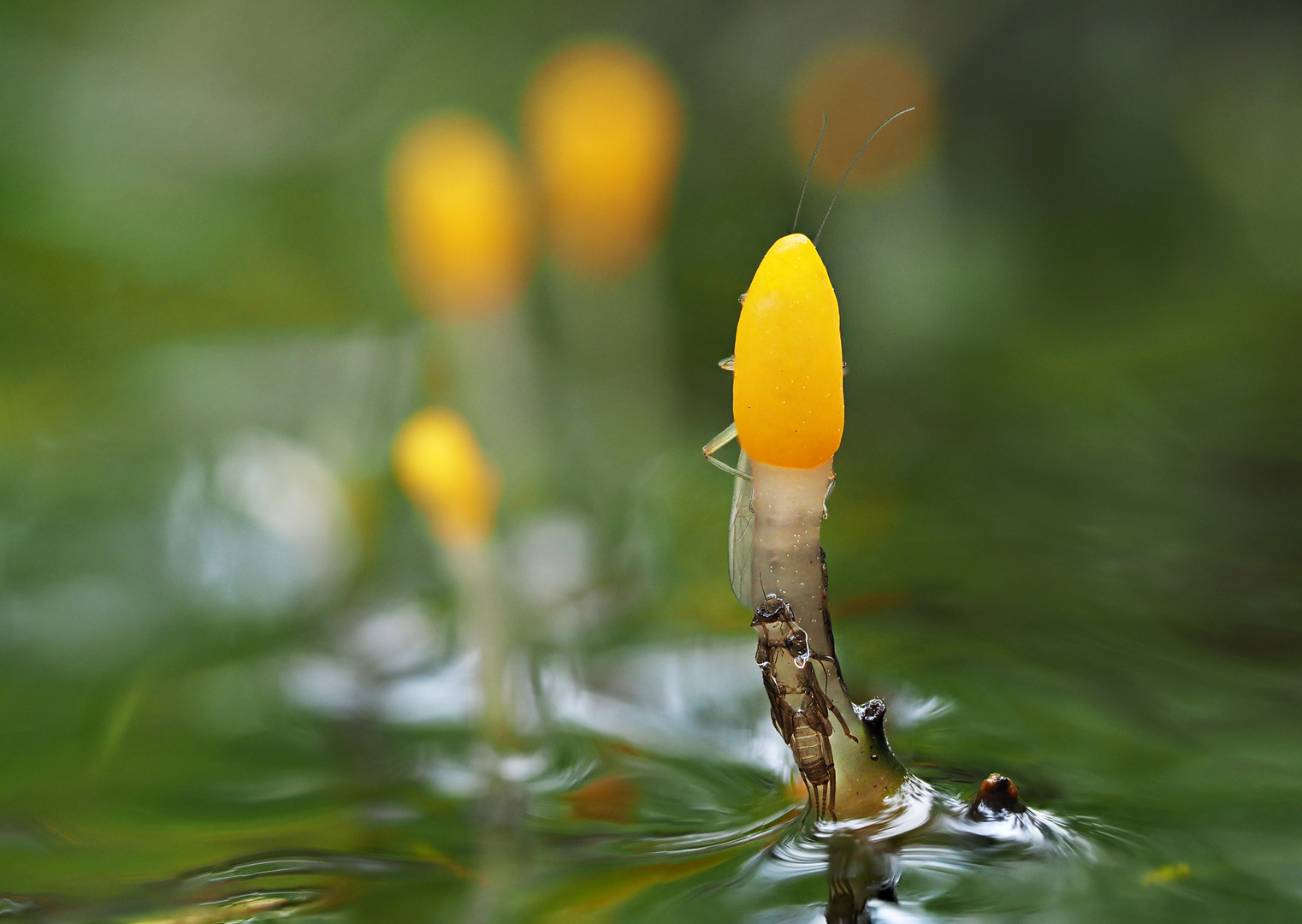 Sumpfhaubenpilz mit Besucher