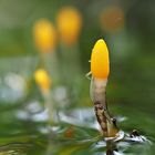 Sumpfhaubenpilz mit Besucher