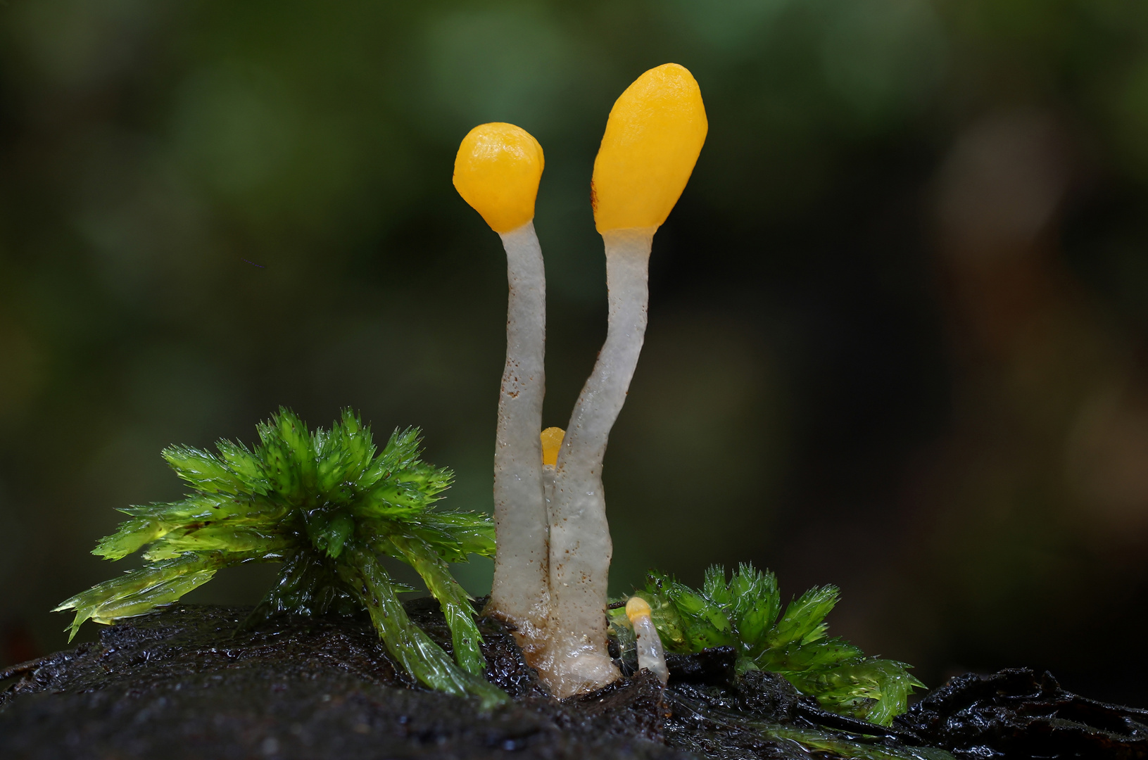 Sumpfhaubenpilz (MITRULA PALUDOSA)