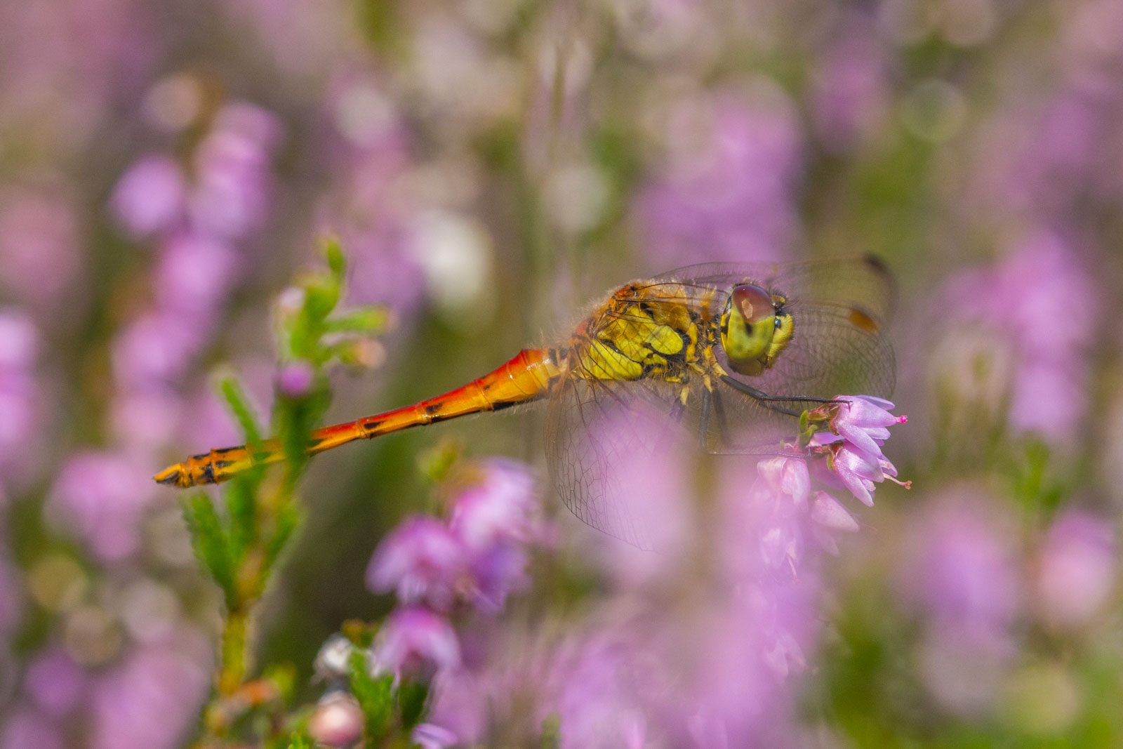 Sumpfheidelibelle in der Heide