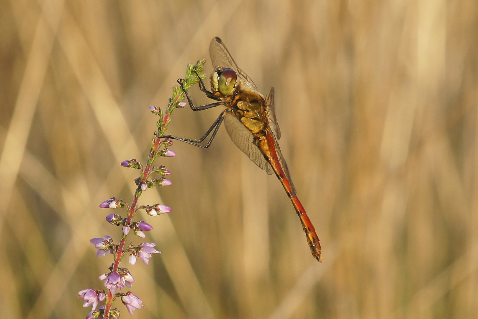 Sumpfheidelibelle (Sympetrum depressiusculum), Männchen