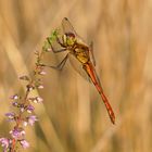 Sumpfheidelibelle (Sympetrum depressiusculum), Männchen