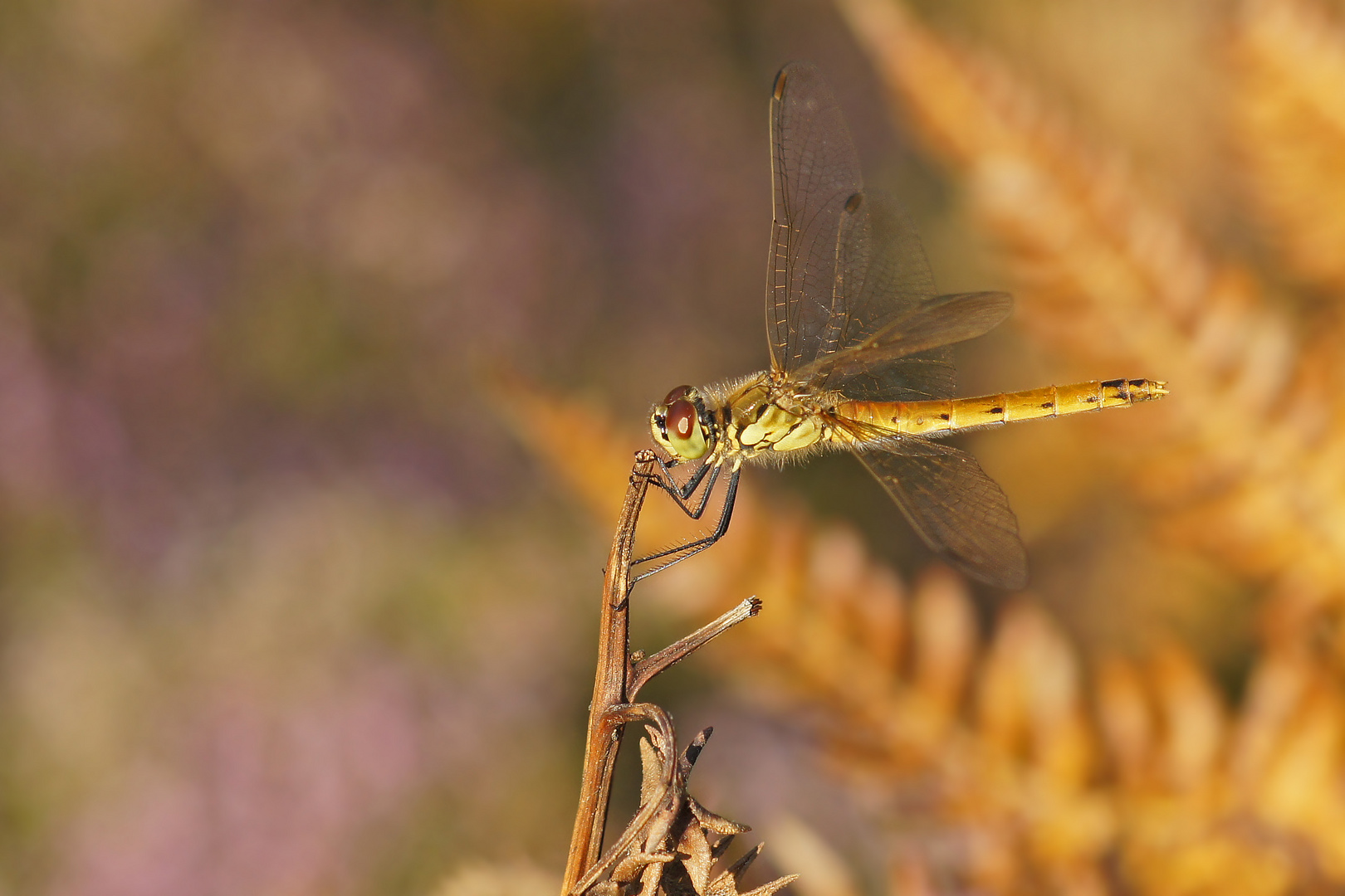 Sumpfheidelibelle (Sympetrum depressiusculum), Weibchen