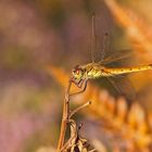 Sumpfheidelibelle (Sympetrum depressiusculum), Weibchen