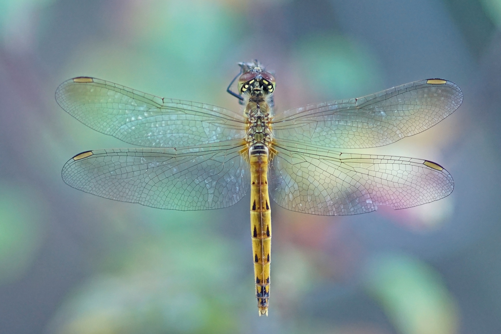 Sumpfheidelibelle (Sympetrum depressiusculum), Weibchen