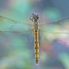 Sumpfheidelibelle (Sympetrum depressiusculum), Weibchen