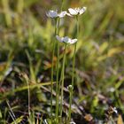 Sumpfherzblatt auf einer Wacholderheide in Nordhessen/Sehr trockener Standort