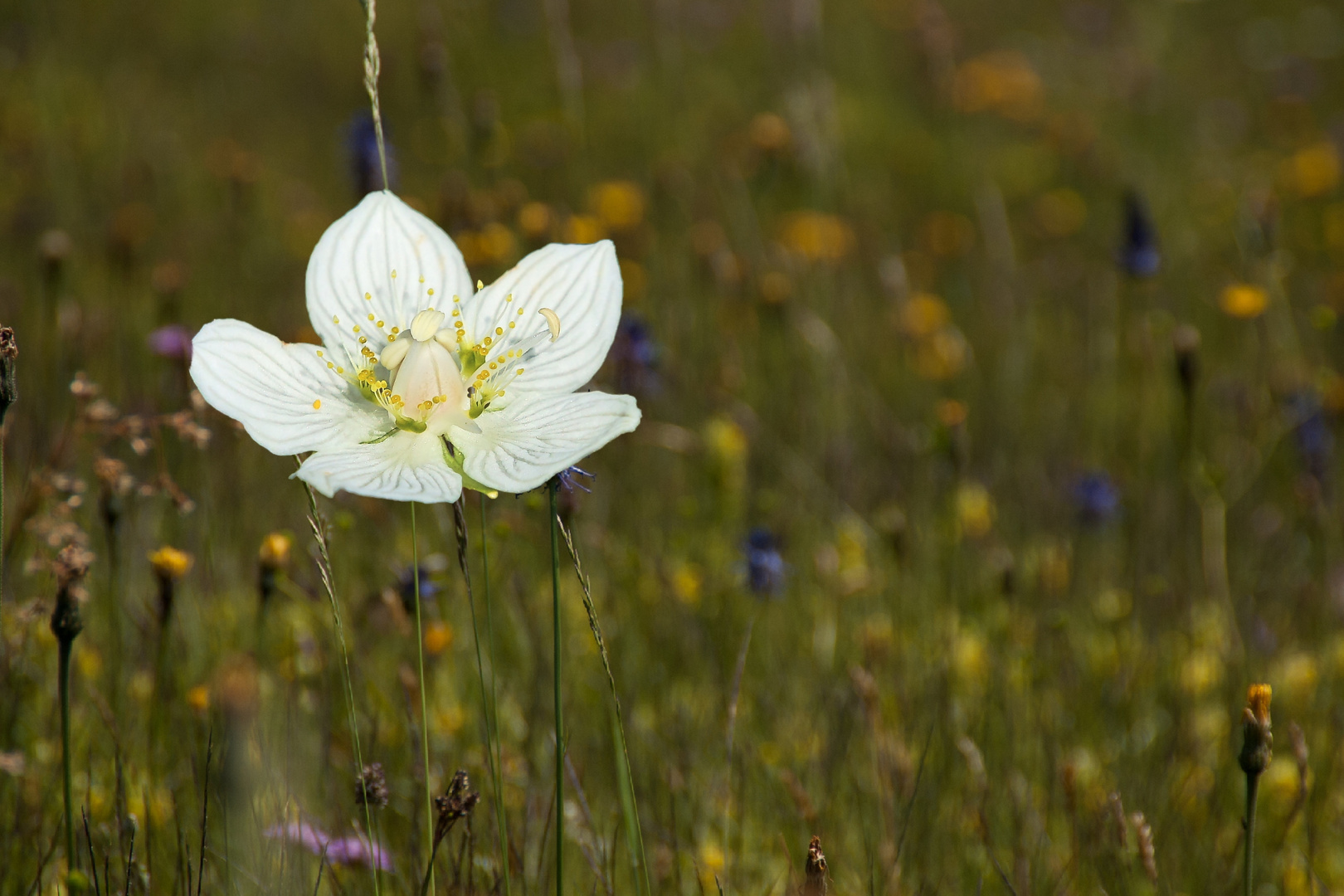 Sumpfherzblüte