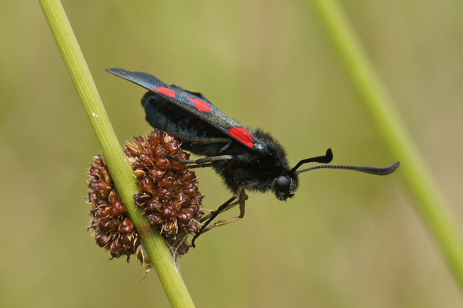 Sumpfhornklee-Rotwidderchen ( Zygaena trifolii )