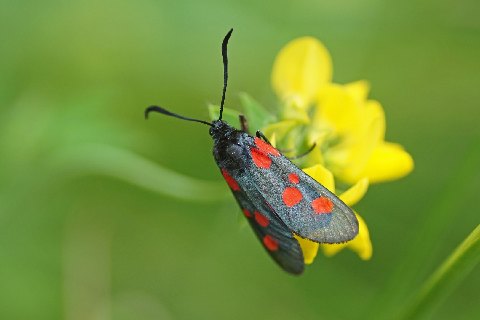 Sumpfhornklee-Rotwidderchen (Zygaena trifolii)