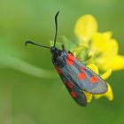 Sumpfhornklee-Rotwidderchen (Zygaena trifolii)