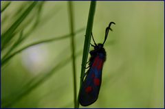 Sumpfhornklee-Widderchen?