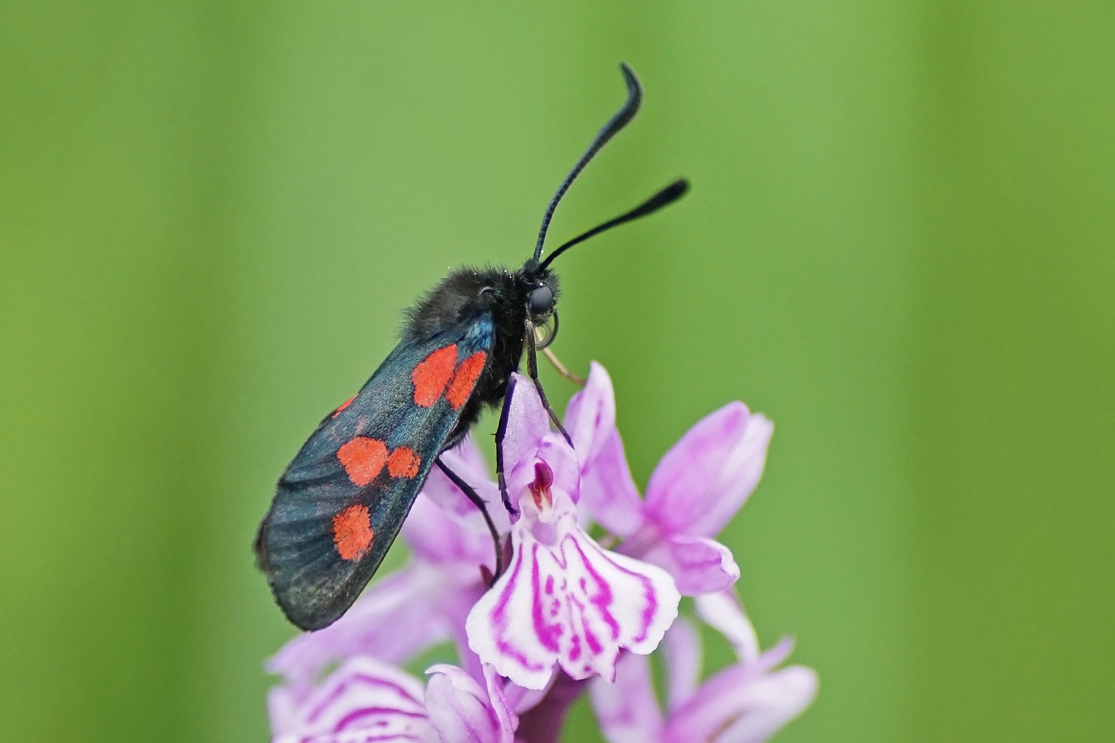 Sumpfhornklee-Widderchen (Zygaena trifolii)