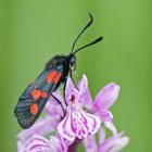 Sumpfhornklee-Widderchen (Zygaena trifolii)