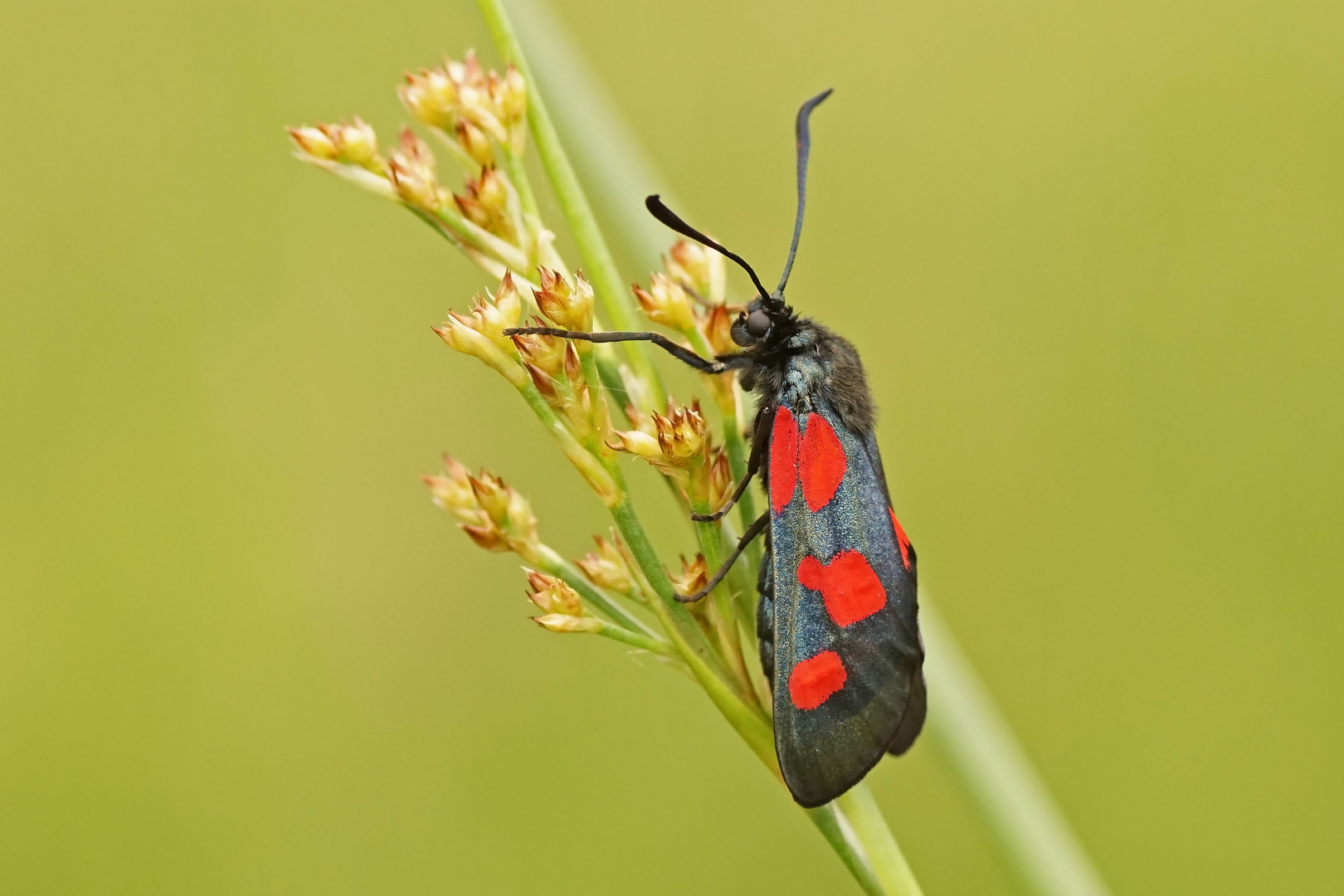 Sumpfhornklee-Widderchen (Zygaena trifolii)