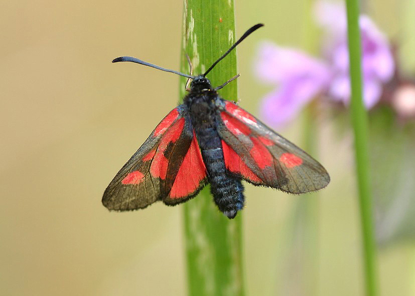 Sumpfhornklee-Widderchen - Zygaena trifolii